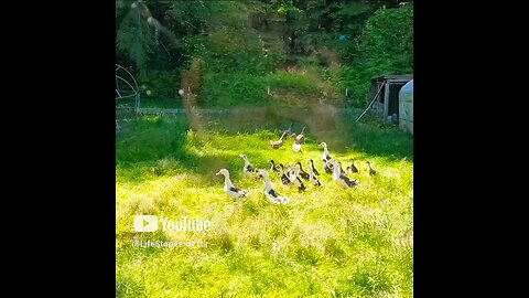 “Duck, Duck… Coyote!”? 🦆🦊#coyote #ducks #wildlife #shortsvideo #shortvideo #shorts #short