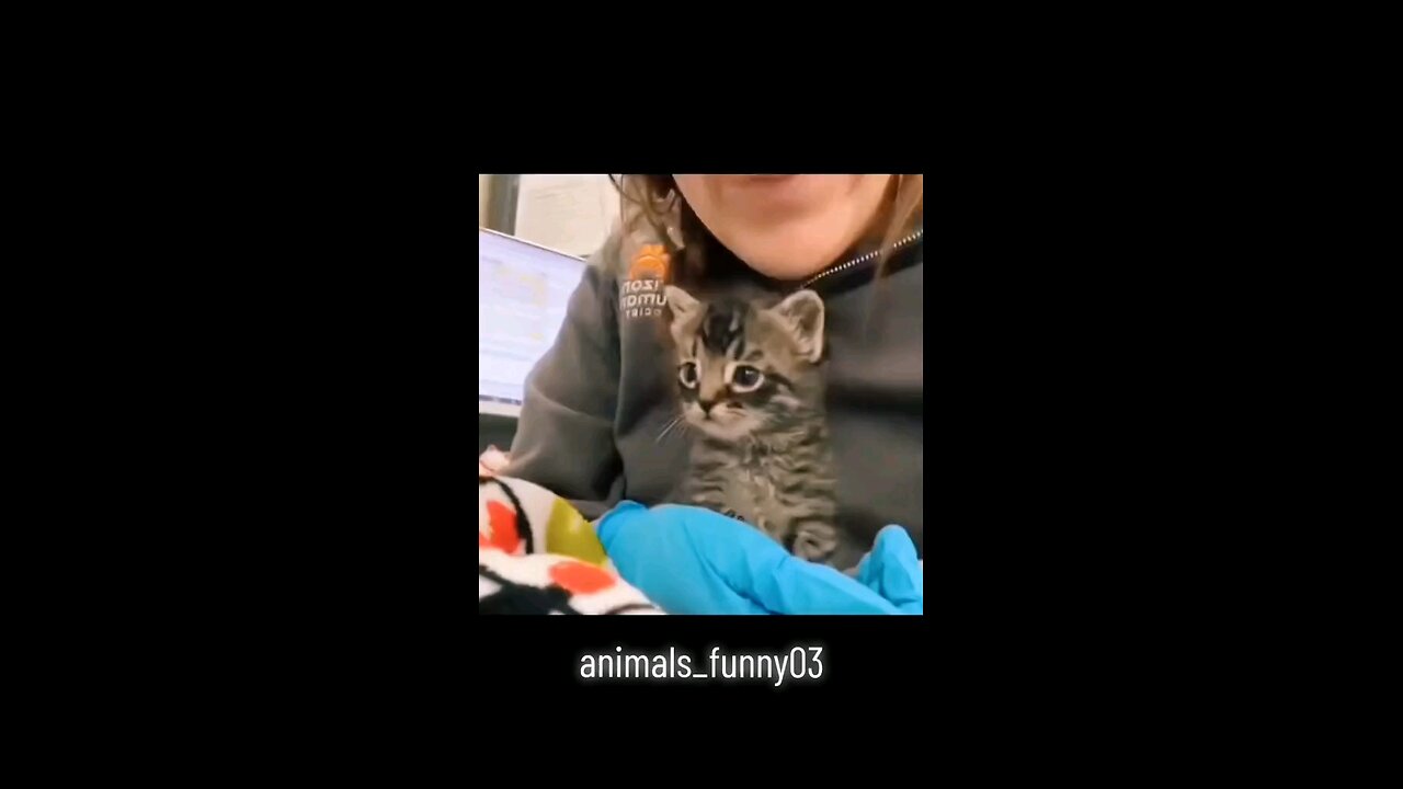 Animals funny #engracadostiktok #animaisengraçados #videosengracados #funny #funnyvideos