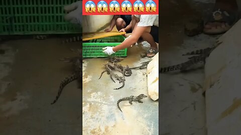 Crocodile's babies farm 😱💯😥🔥 #shorts #crocodile #viral