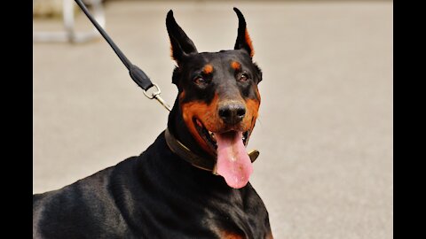 Quality leash training for dog