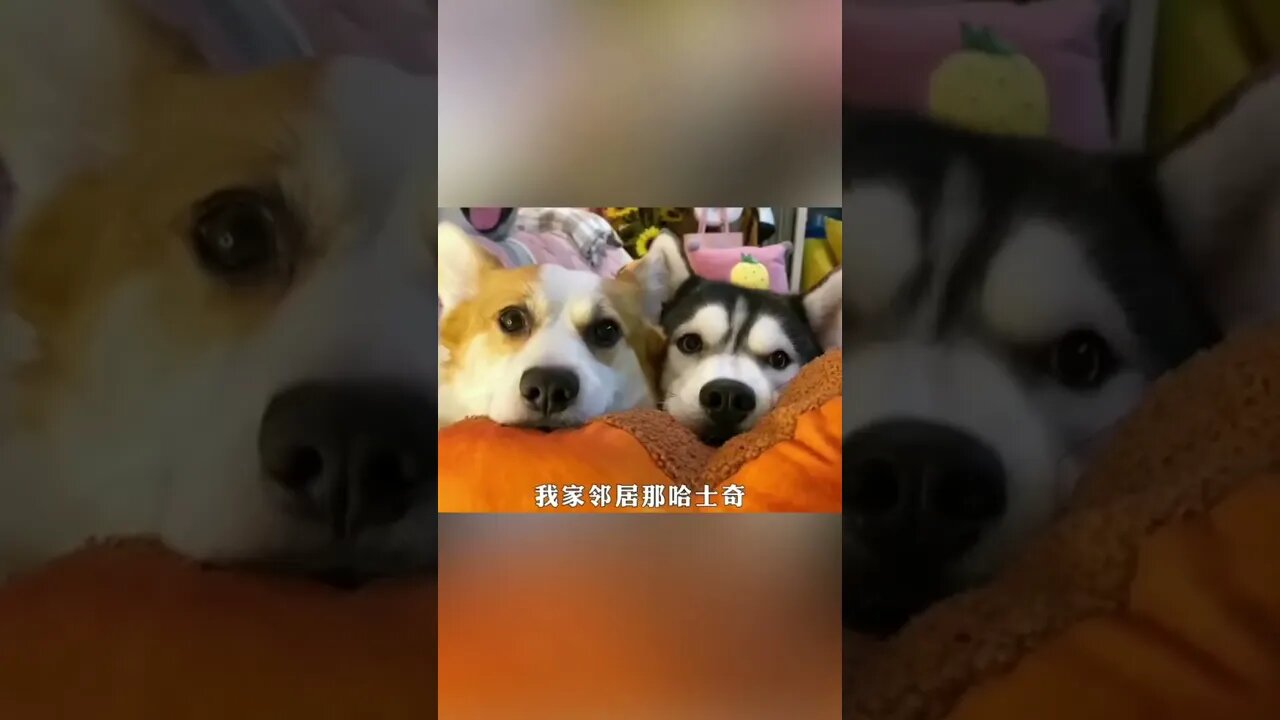 #shorts #funnyvideo #萌宠 #搞笑娱乐 #家庭喜剧 #我的海外生活