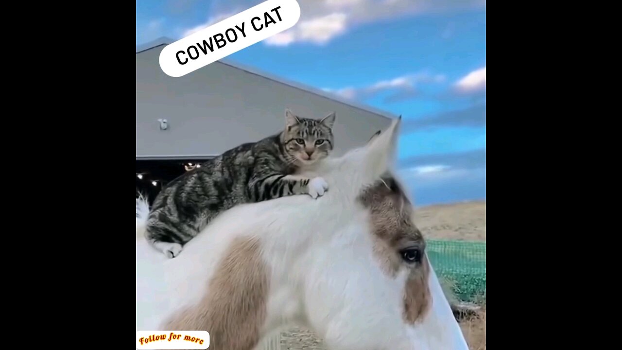 See the cat riding the horse🐴😻 trending video