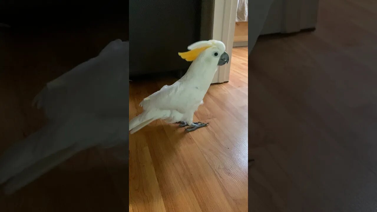 Cockatoo Playing on the Floor 🤣 #cockatoo #parrot #parrotsofinstagram