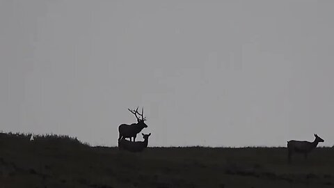 Monster Bull Elk Silhouette