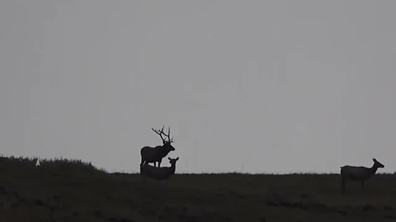 Monster Bull Elk Silhouette