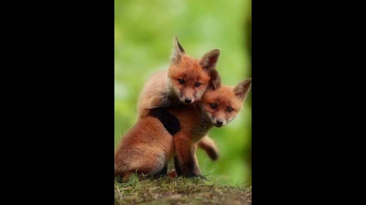 Baby foxes playing