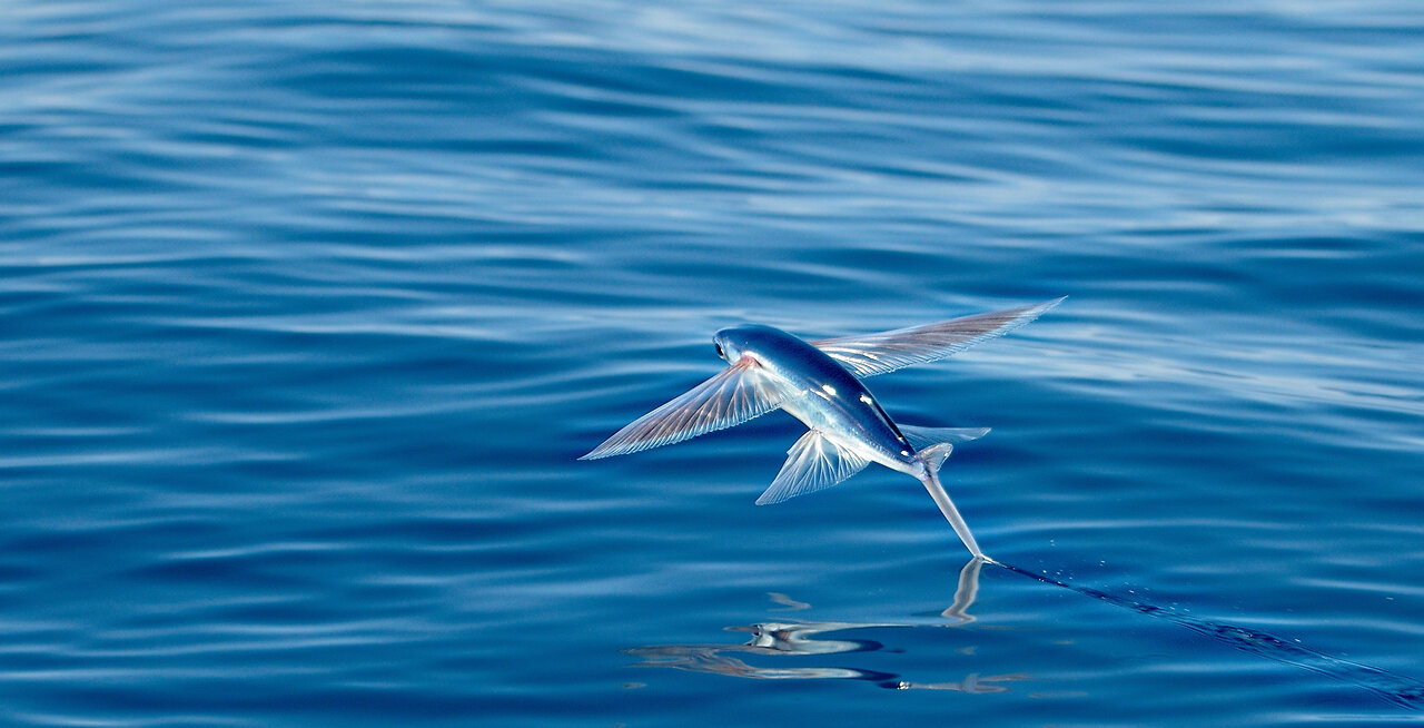 "Ocean Flyers: The Mesmerizing Flight of Flying Fish