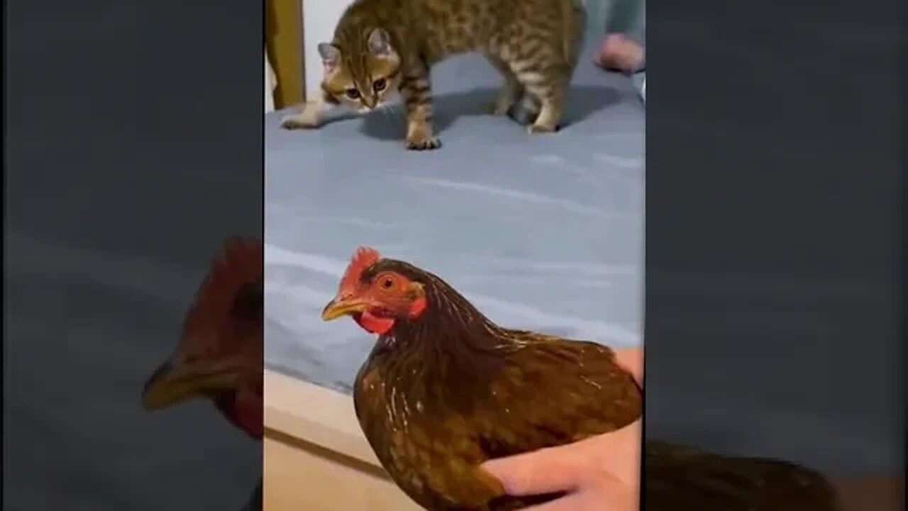 funny cat