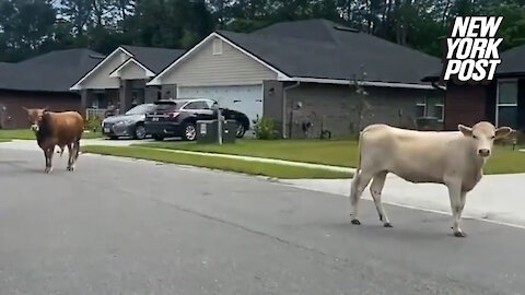 Cows take over quiet suburban street