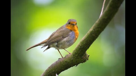 The silent flight of birds