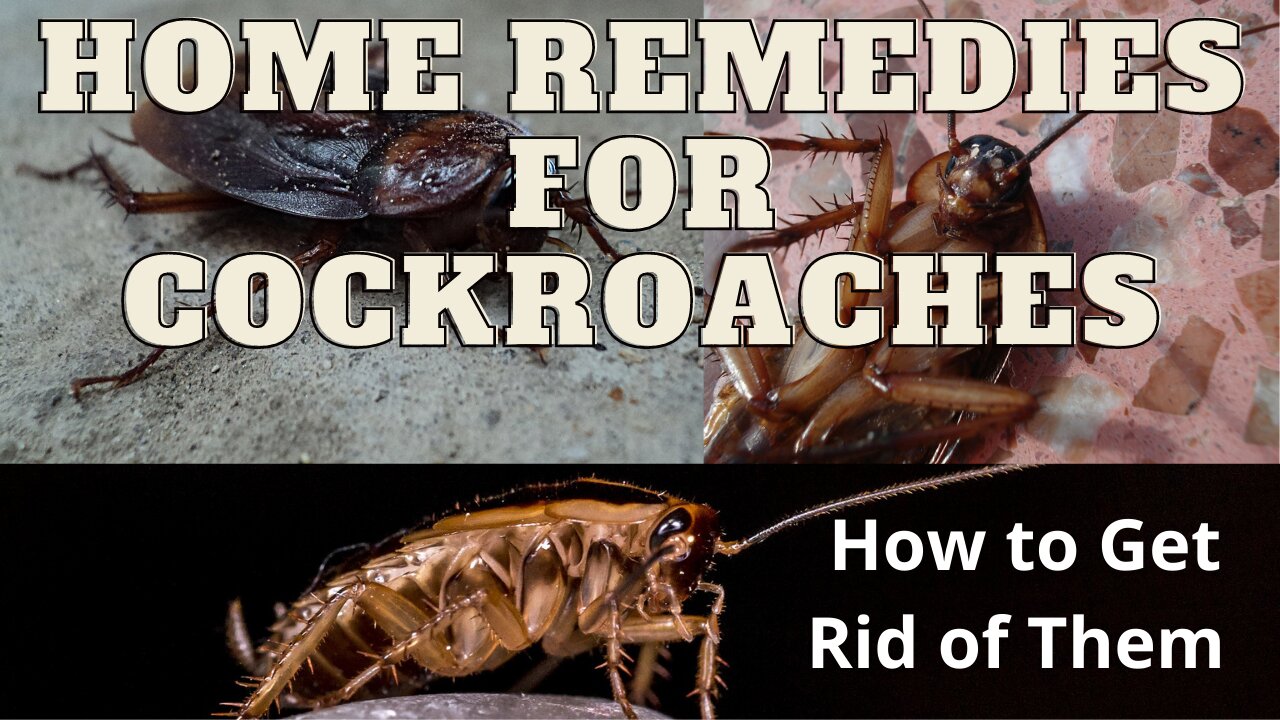 6 Home Remedies To Say Goodbye To Cockroaches Once And For All.