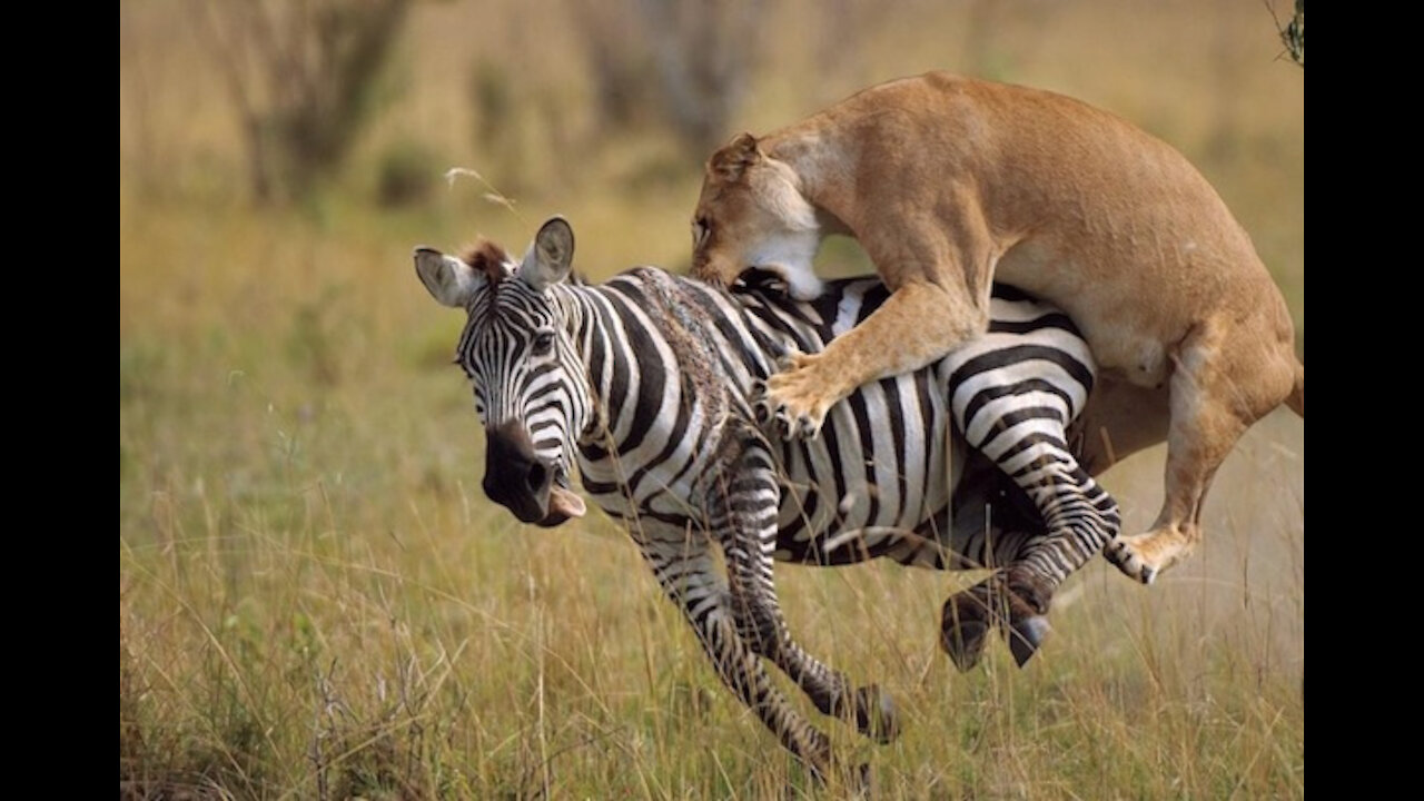 Wow all those Lions came out of nowhere