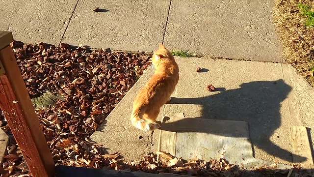 Vocal cat loves to chat with his owner