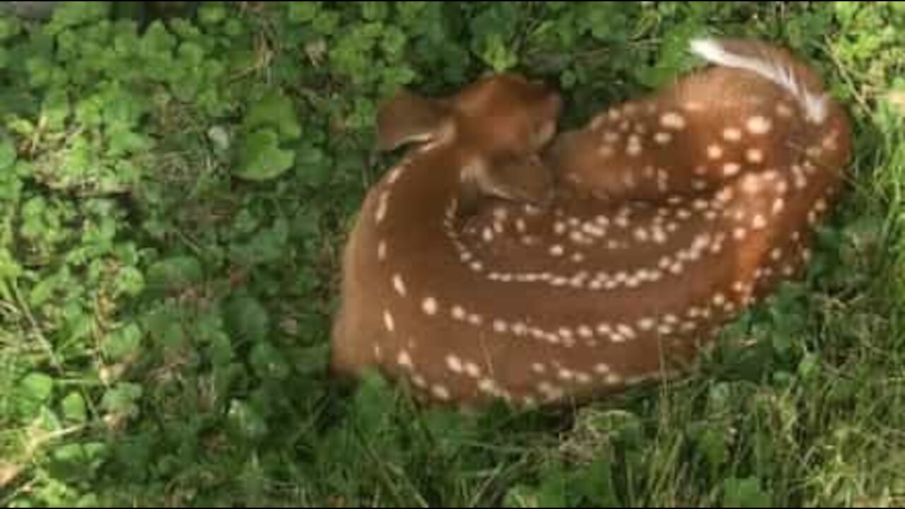 Dozing deer wakes up with a fright