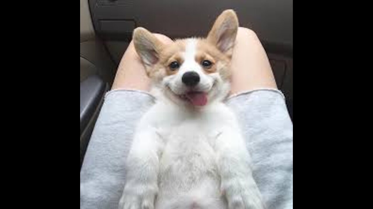 Cute Corgi compilation