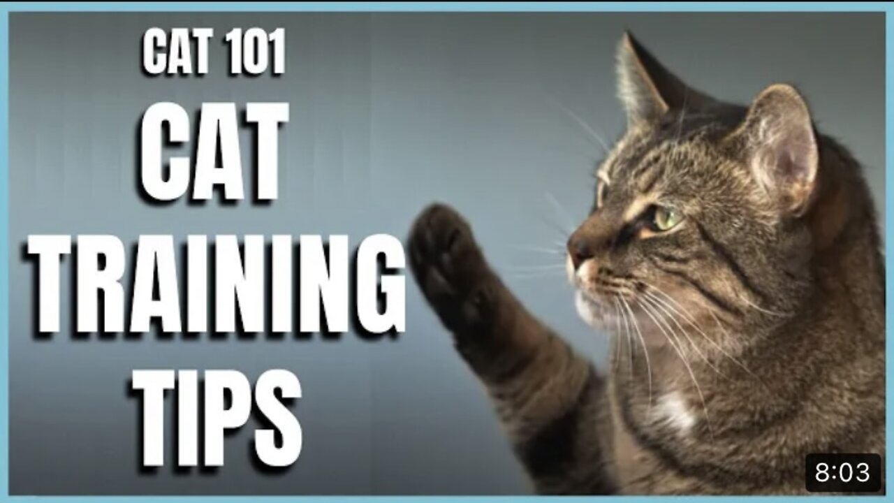 Cats 101: Basic Cat Training Tips