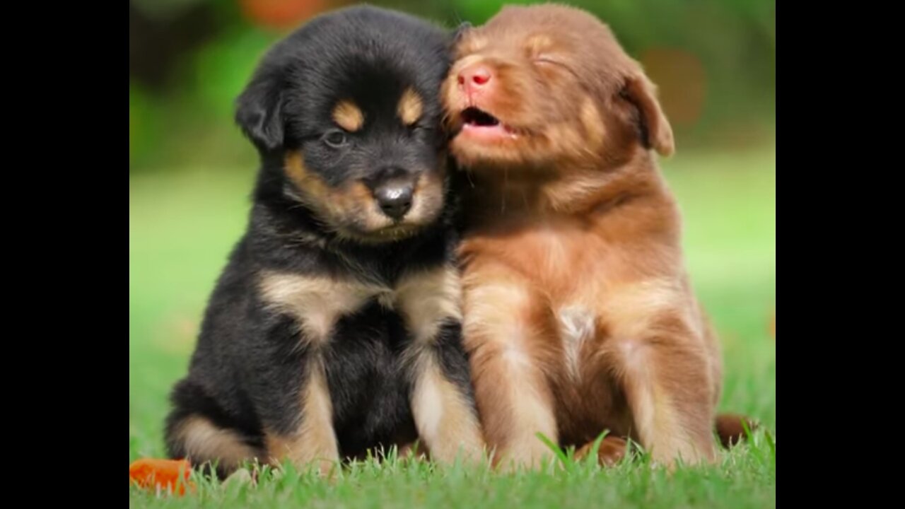 Cute Puppies Play with Each Other ( Too Cute)