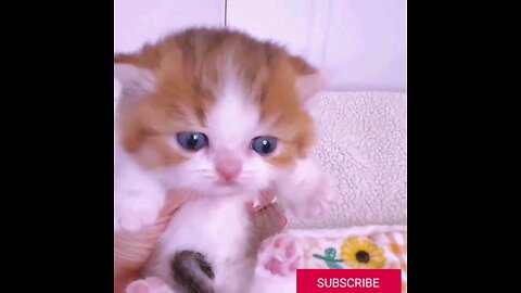 cute~kitten~trending~video>😻