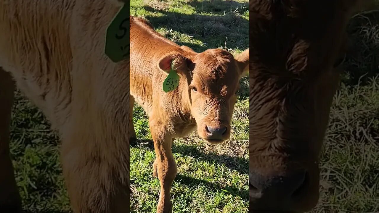 This Calf is Cute! @UncleTimsFarm #kärnəvór #carnivore #shorts #pigtalk