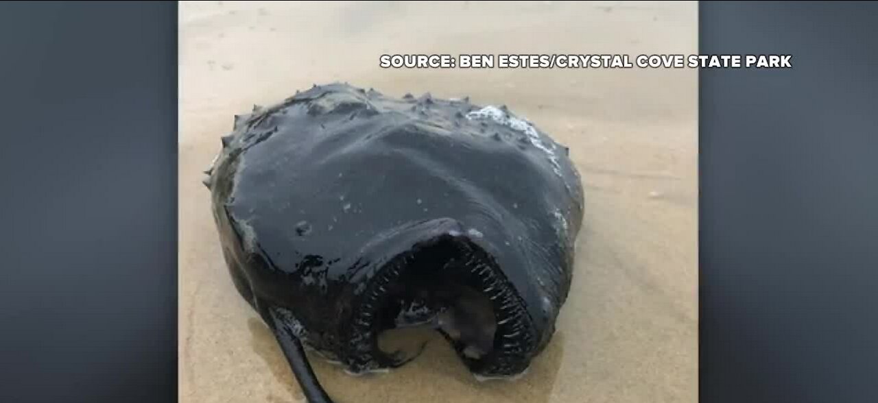 Rare football fish discovered at Southern California Park