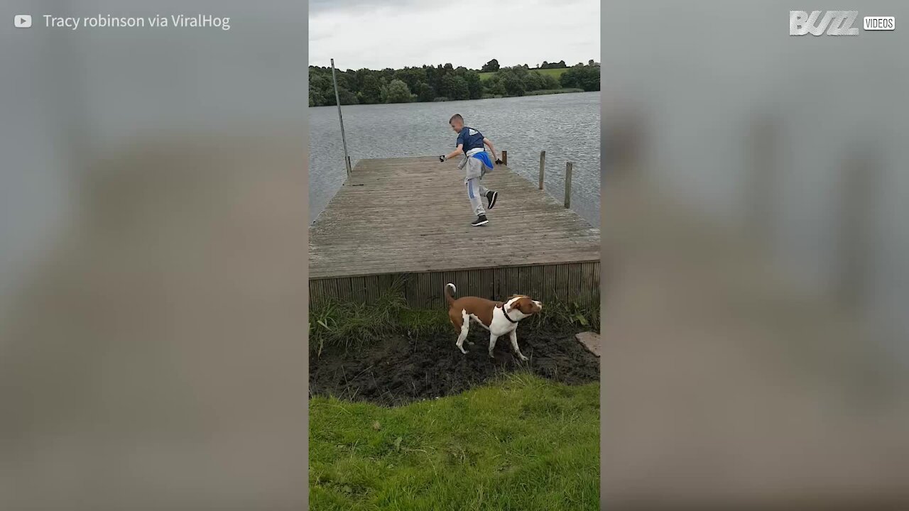 Cane cerca di saltare il pontile, ma batte la testa