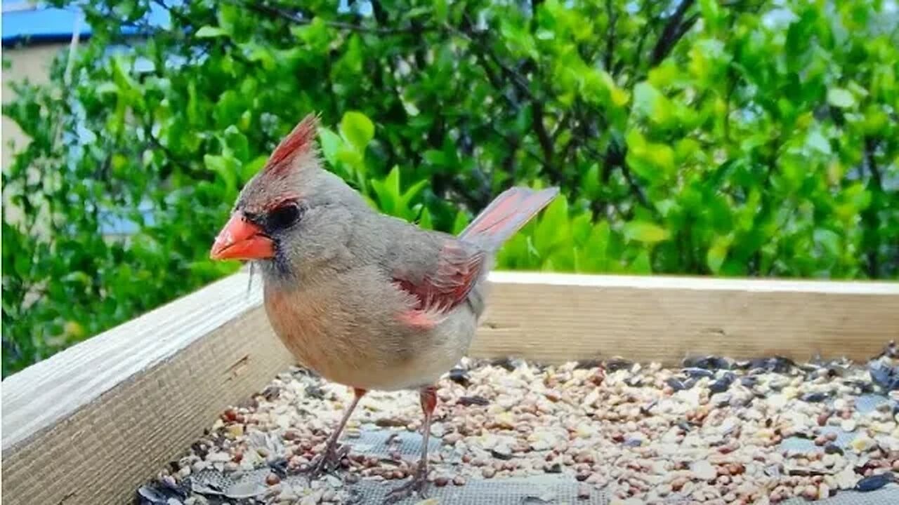 Female Cardinal Up-Close 4K Nature