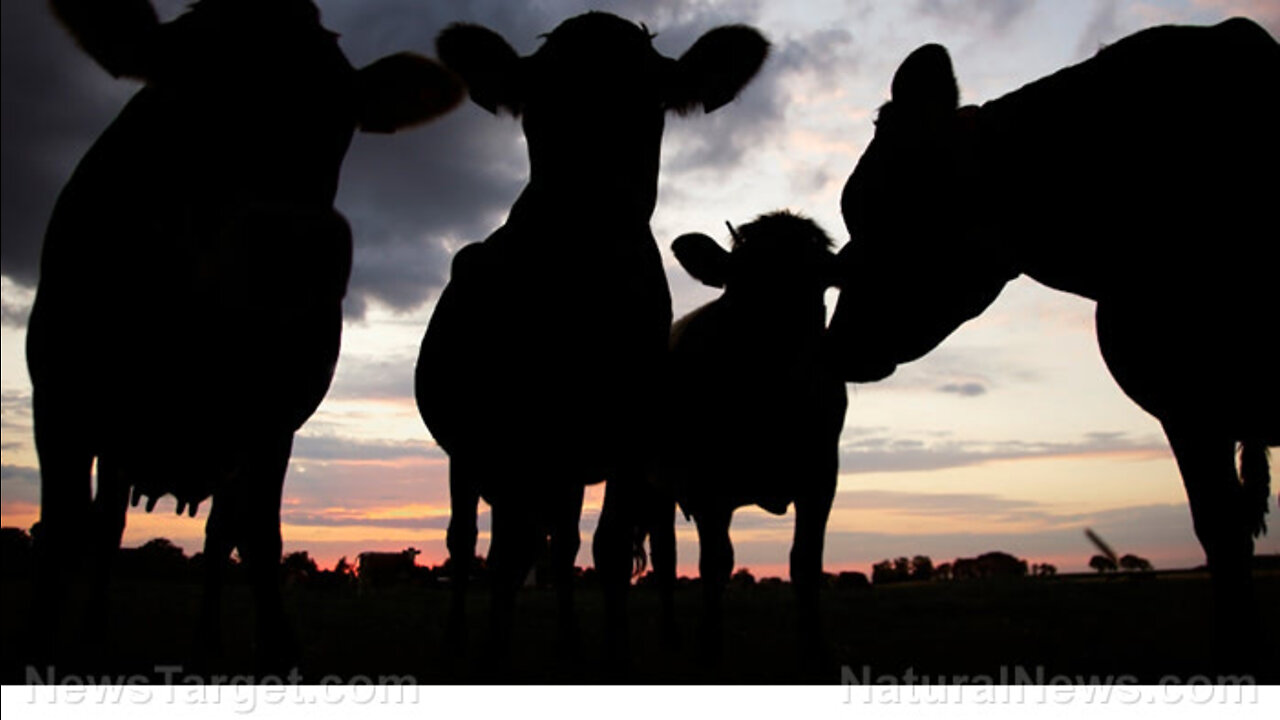 Tens of thousands of dead cows sprawled across the desert area in Rajasthan