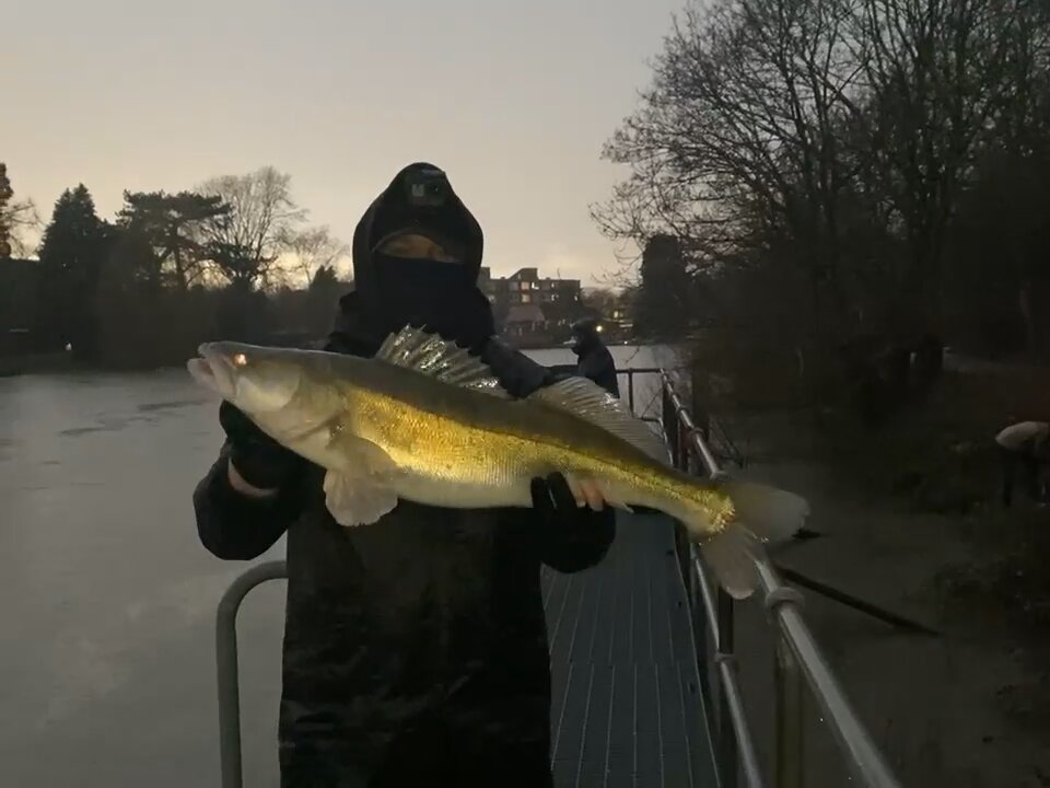 Zander fishing