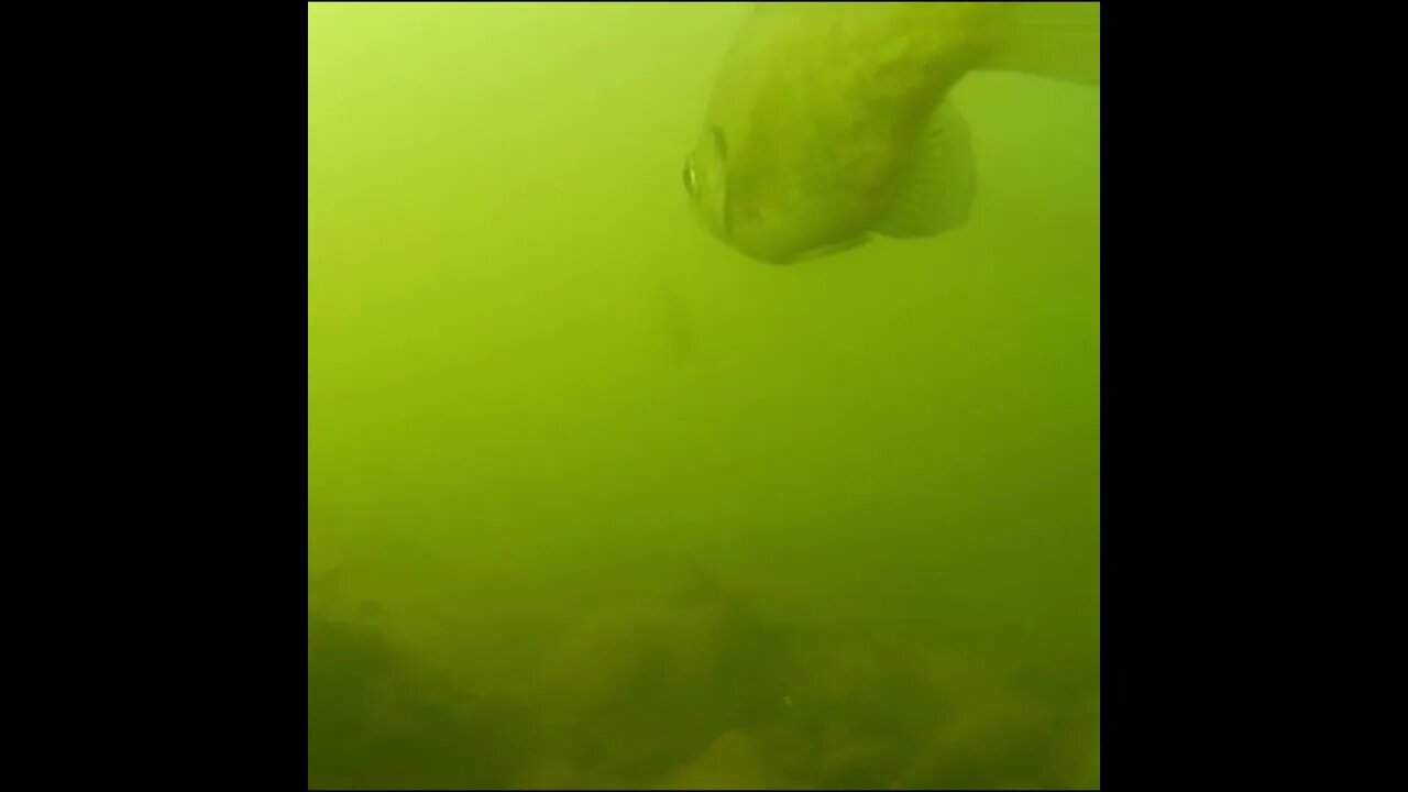 bream in the river