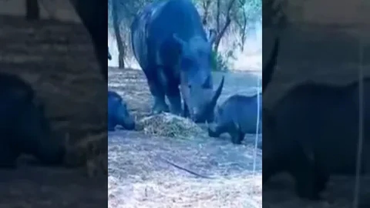Rinoceronte mau humorado joga Javali pra cima