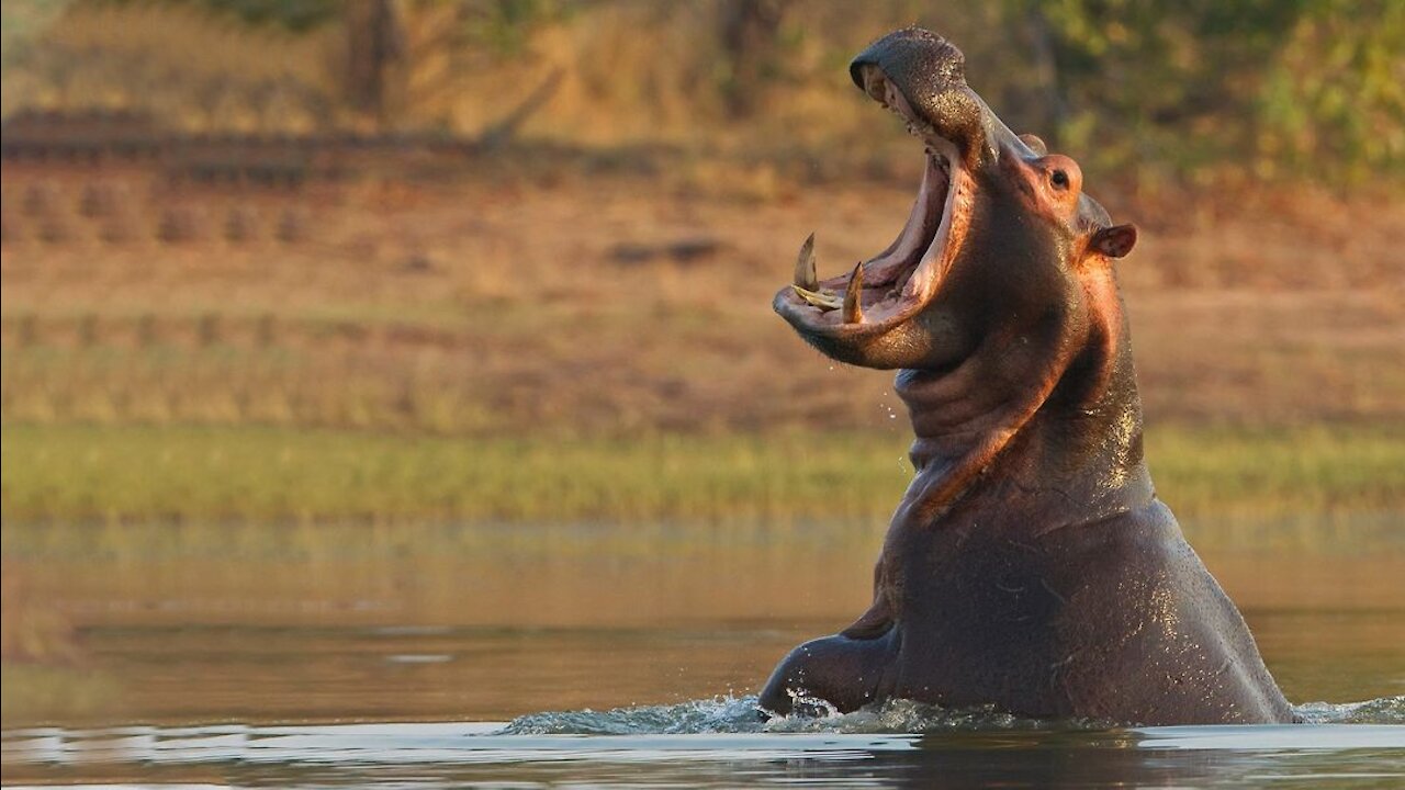 How to Survive a Hippo Attack