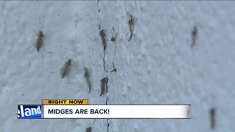 The midges are back with a vengeance in Northeast Ohio, and they are sticking to everything