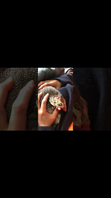 Injured guinea fowl having time out from flock