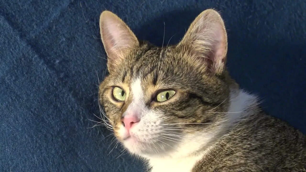 The Contortionist Cat