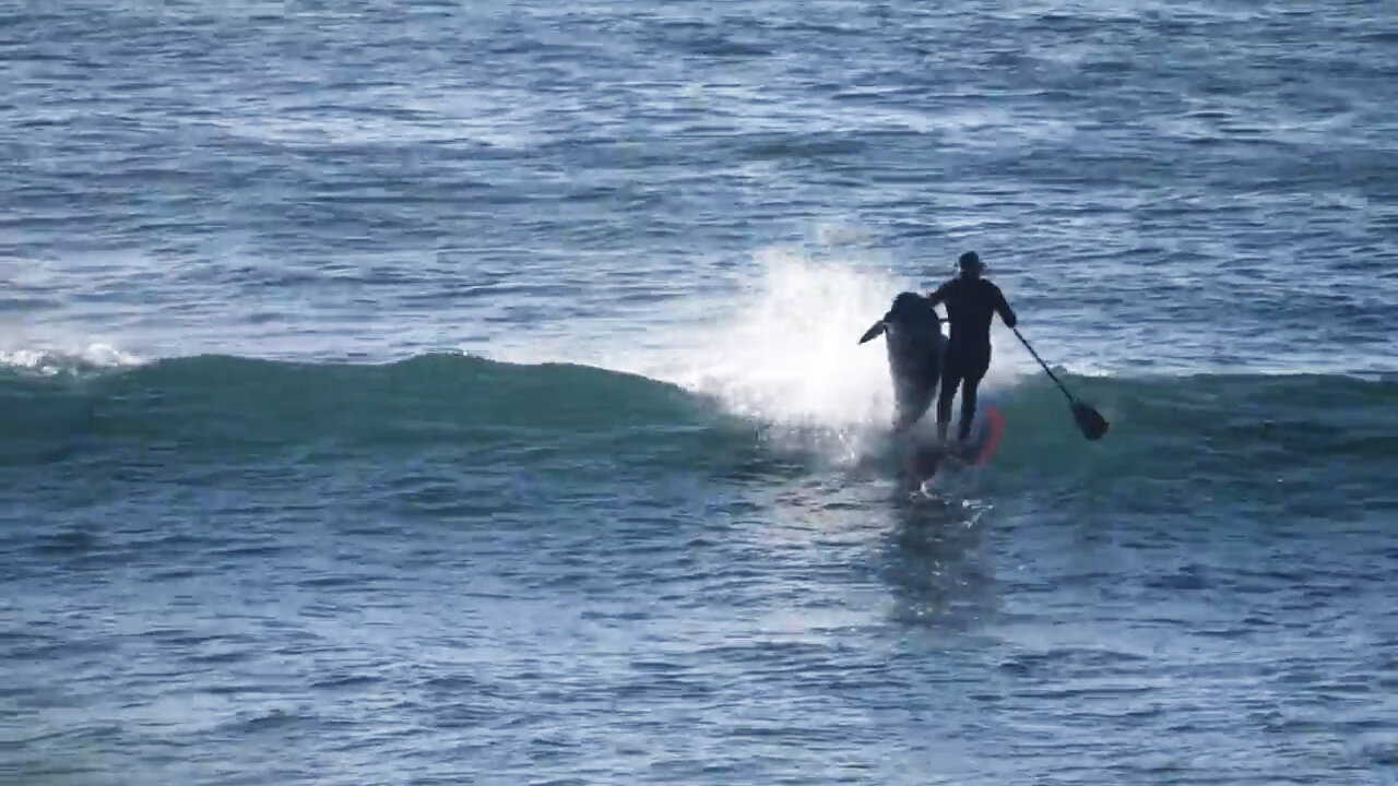 Paddle Boarder Gets SMASHED by Dolphin || ViralHog