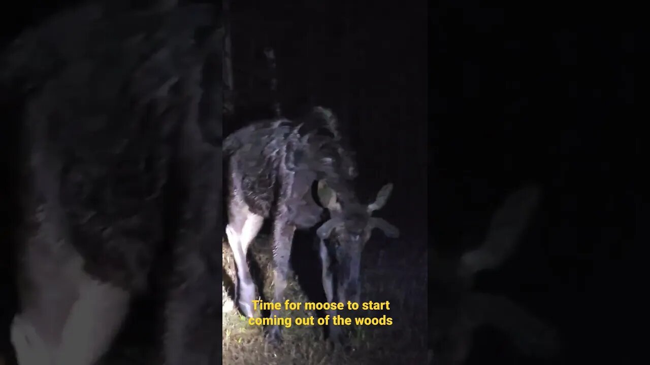 Time for the moose to start coming out of the woods.