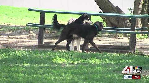 Dog park patrons frustrated with broken glass