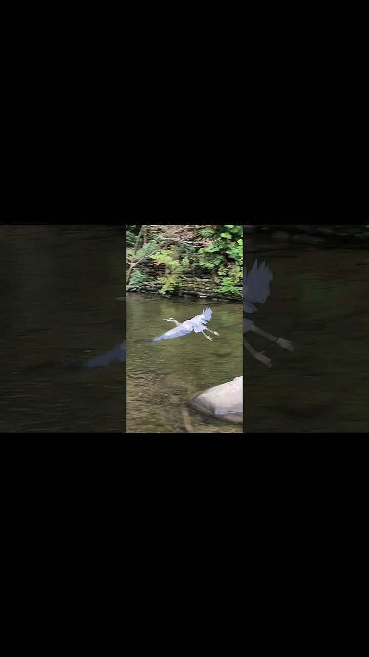 Blue Herron in Gatlinburg