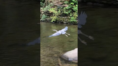 Blue Herron in Gatlinburg