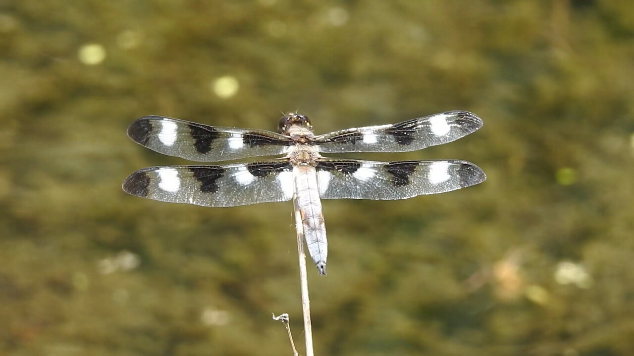 A Few Dragonflies of Beechwood Cemetery, in the city of Ottawa