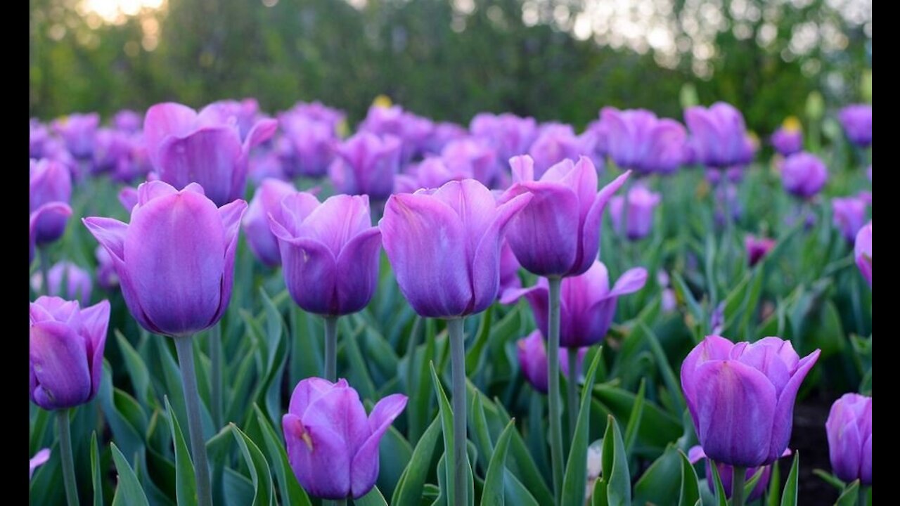 Tulips and Honey