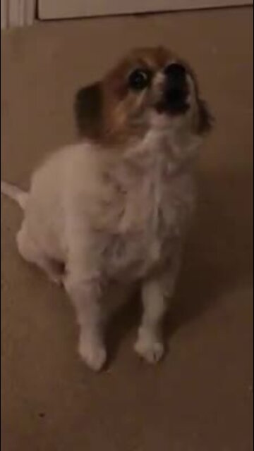 Puppy delivers most adorable howl ever