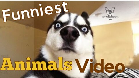 Funniest Animals Video - Funny Dogs And Cats - Try Not To Laugh Animals