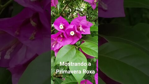 Mostrando a Primavera Roxa