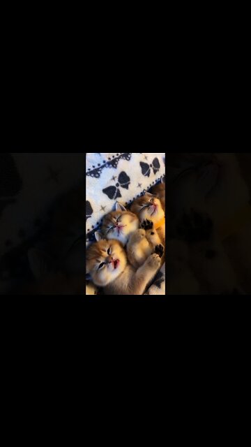 Bayi Kucing Yang Lucu