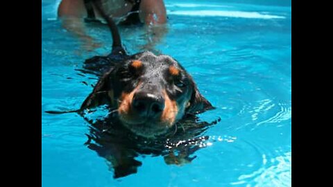 Utroligt: Pige redder sin hund fra at drukne!