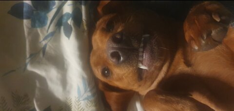 Fox Red Labrador Chases Spiders