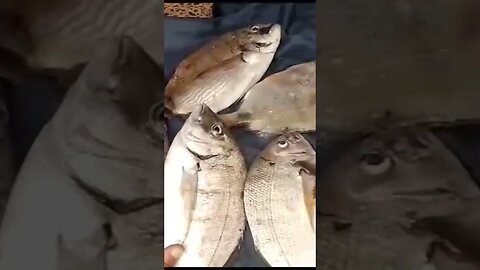 الرايس علي مفرج اللهم بارك