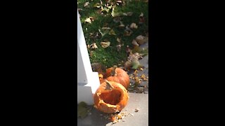 Squirrel loving some pumpkin