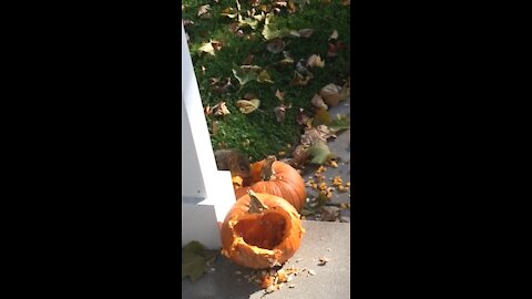 Squirrel loving some pumpkin